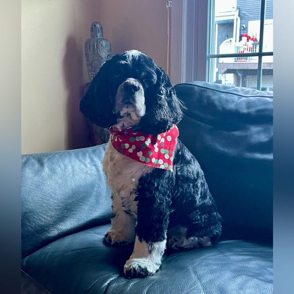 Meet your Posher, Mimi - Picture 2 of 5